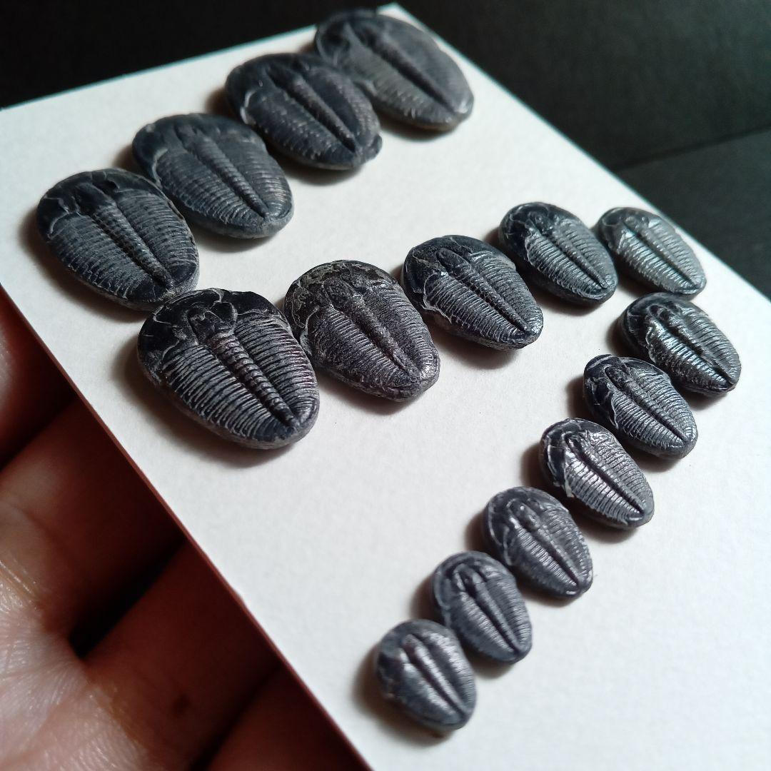 化石標本　三葉虫　エルラシア 完全体　15体