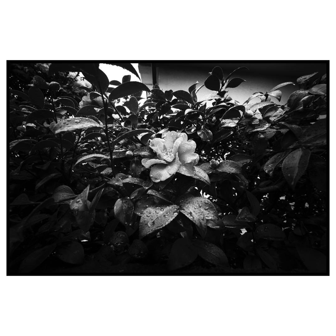 CONTAX Carl Zeiss Hologon 8/16 ライカM