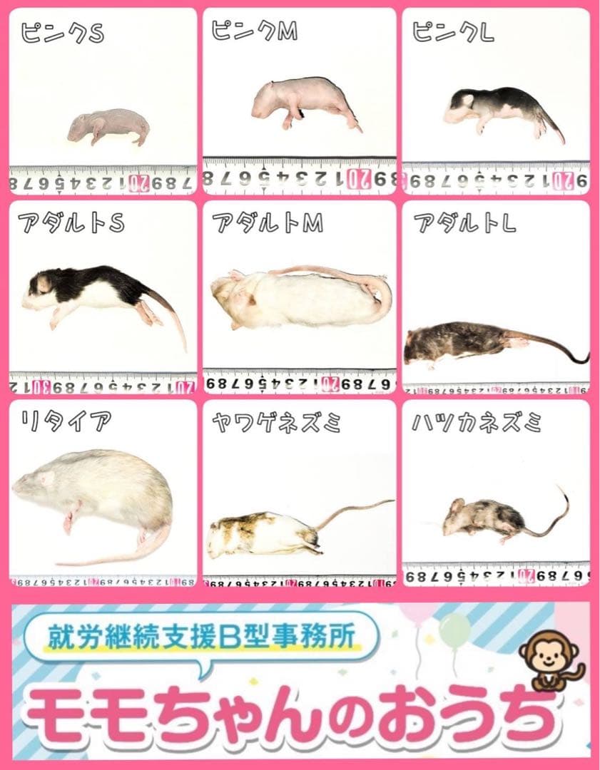 冷凍ラット60g〜70g 50匹セット！