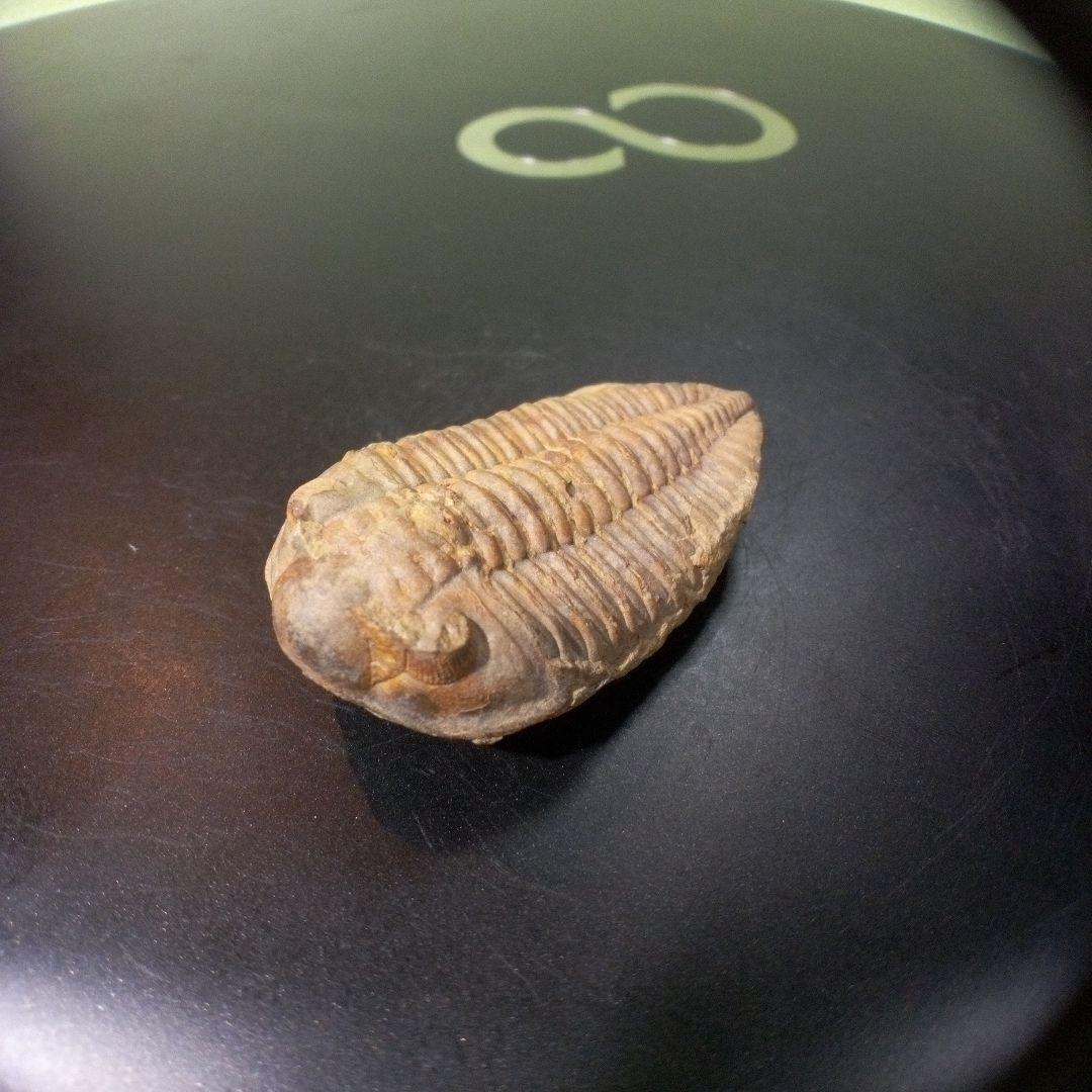 三葉虫　化石　fossil　ボリビア産　トライロバイト　Fossil番号⑦
