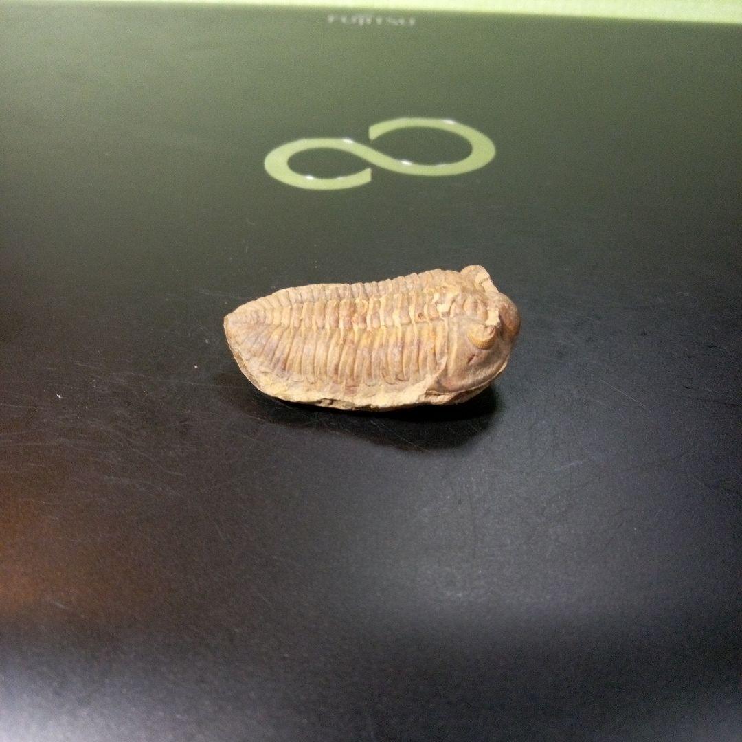 三葉虫　化石　fossil　ボリビア産　トライロバイト　Fossil番号⑦