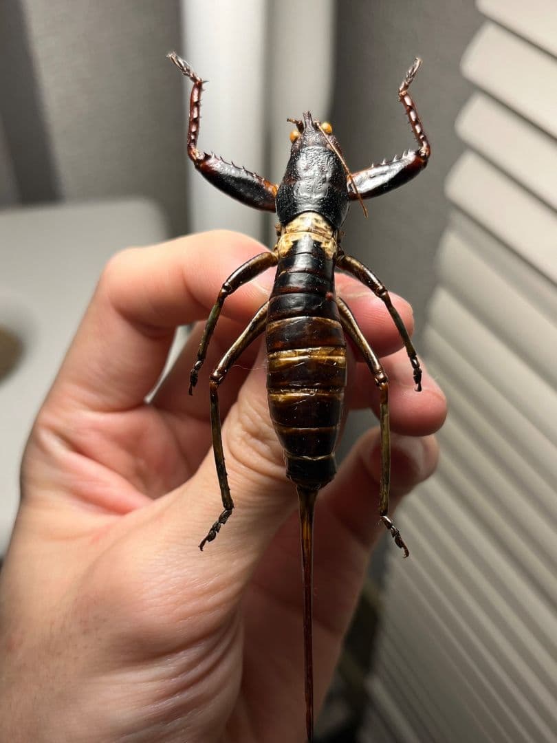 【97mm♀】マッチョキリギリス コロギス リオック 　標本