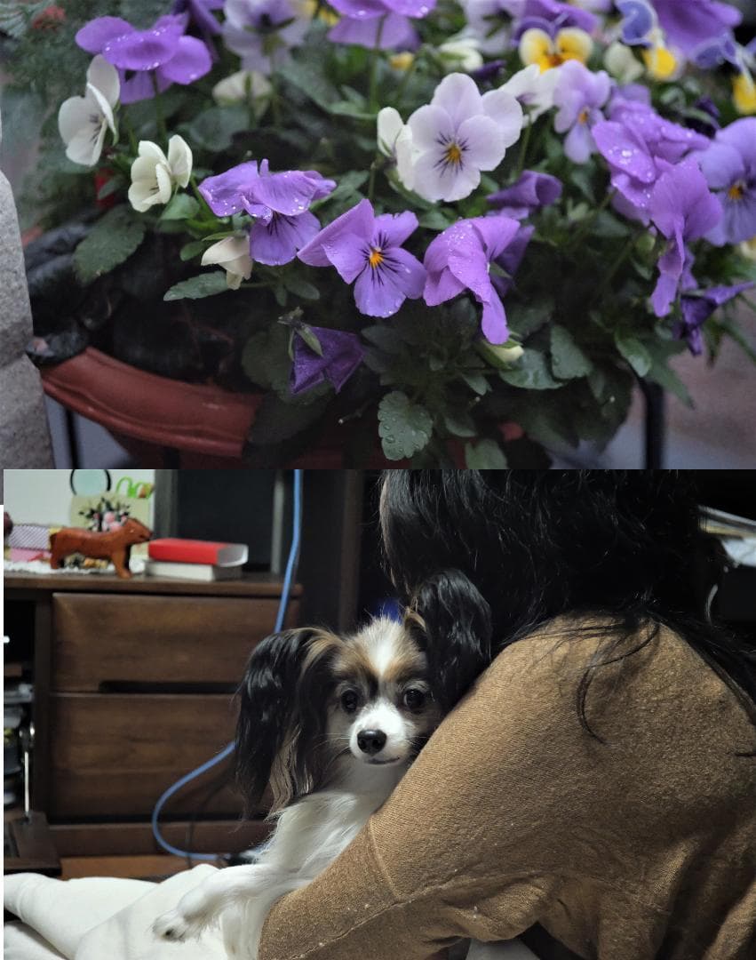 ★改造レンズ★OLYMPUS E.ZUIKO 42mm F2.8 Cマウント