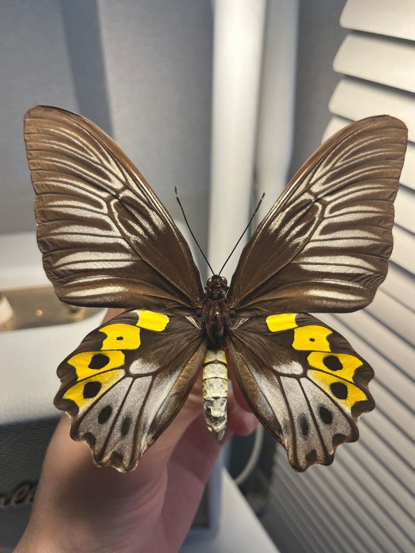 サビモンキシタアゲハ 蝶 外国産蝶標本 標本