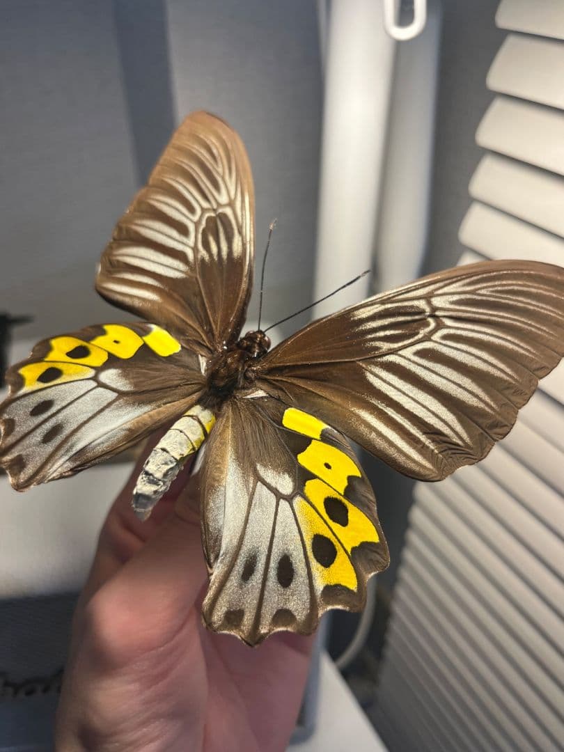 サビモンキシタアゲハ 蝶 外国産蝶標本 標本