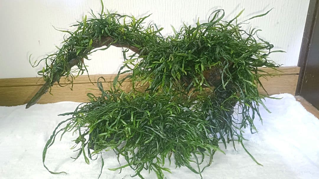 ミクロソリウム　本ナロー　流木2本