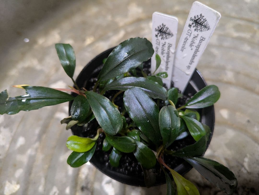 Bucephalandra sp. noble GT-toricolor　タグ付