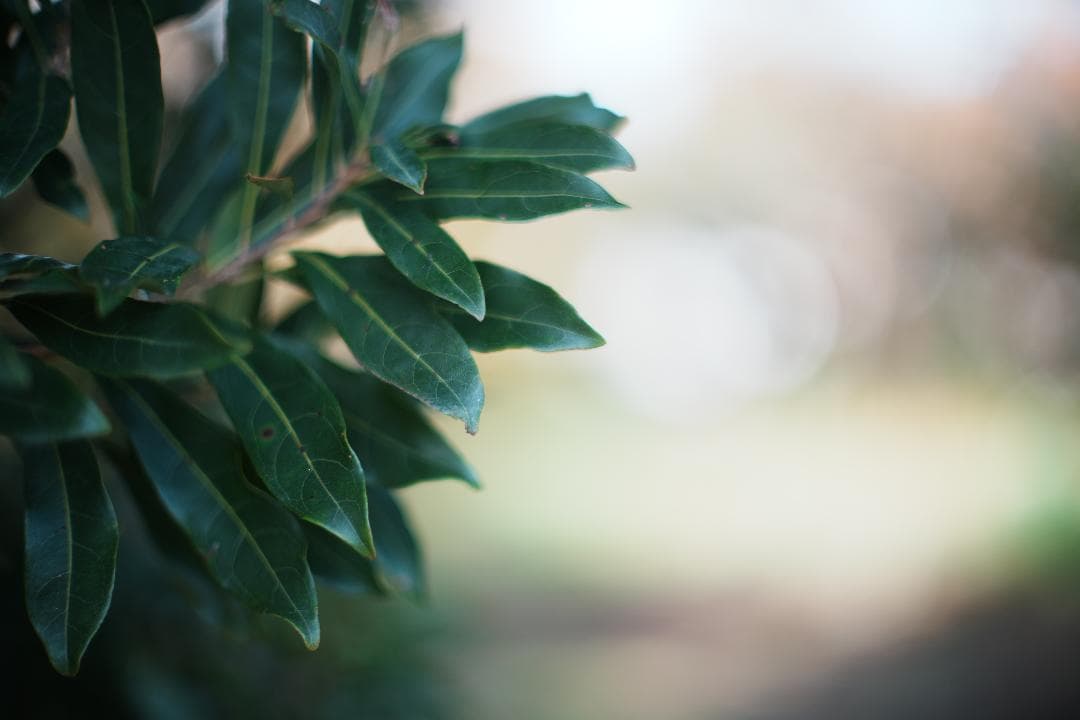 【鷹の目】Minolta MC ROKKOR-PG 58mm F1.2 018