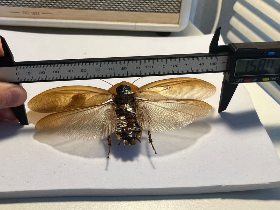 【蜚開翅】ブラベルスギガンテウス ゴキブリの標本 レッドローチデュビア