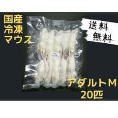 ★SOPE.‪☁️プロフ必読☁️★国産冷凍マウスセット品