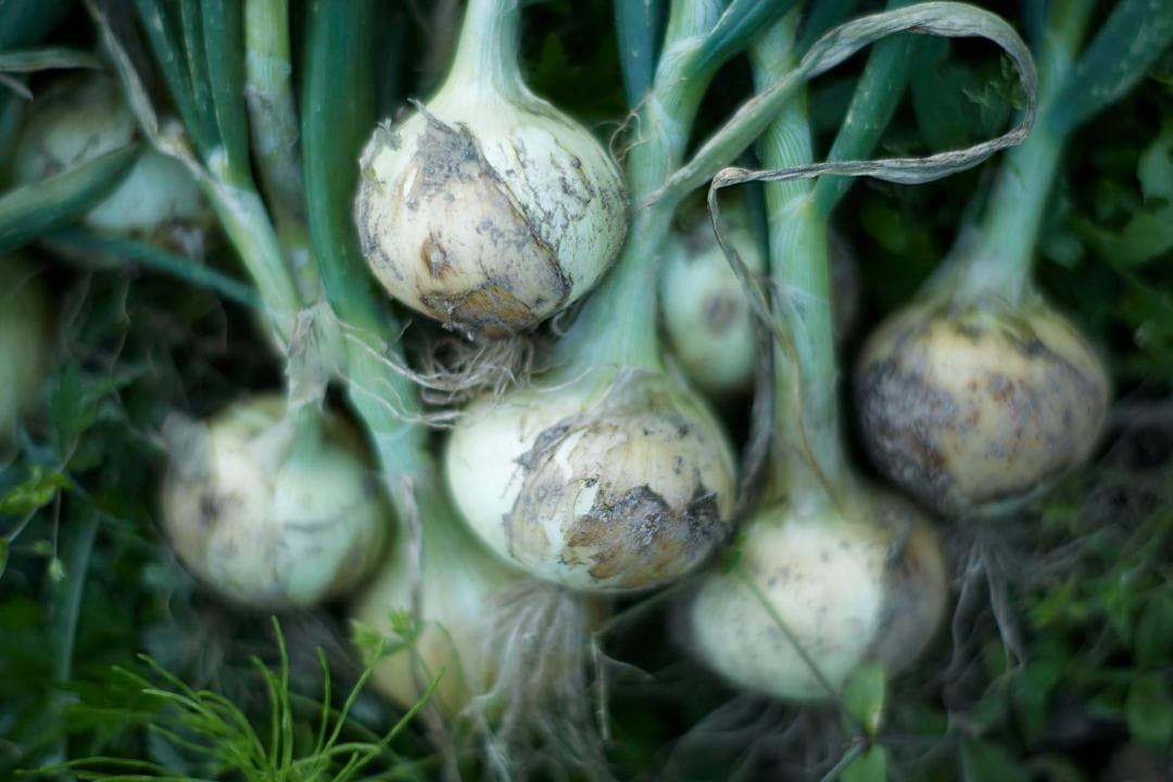 レンズ(単焦点) Leica Summilux-R 80mm / f1.4