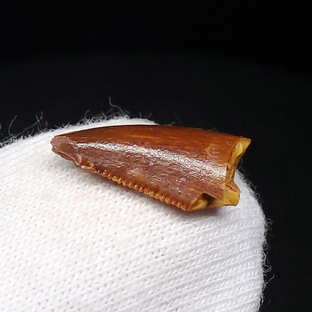 美品 ラプトル 化石 歯 恐竜 本物 ケース付き 14.05mm fra22