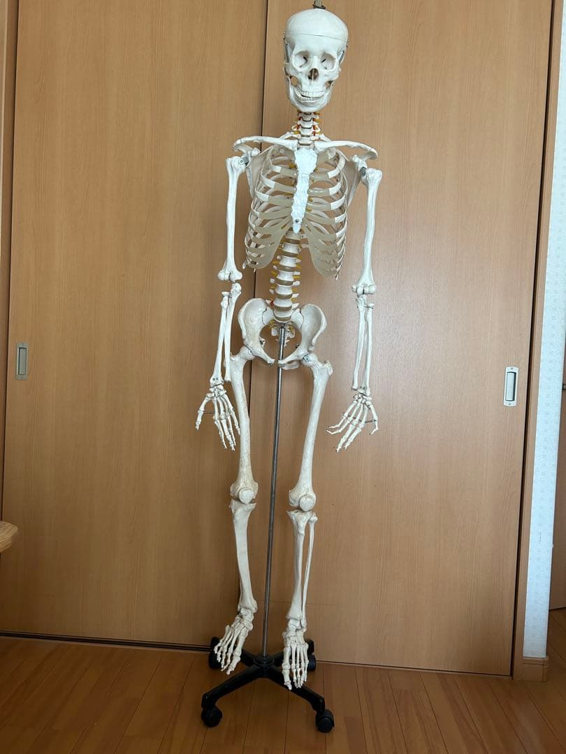 170cm 人体模型 可動式関節付き