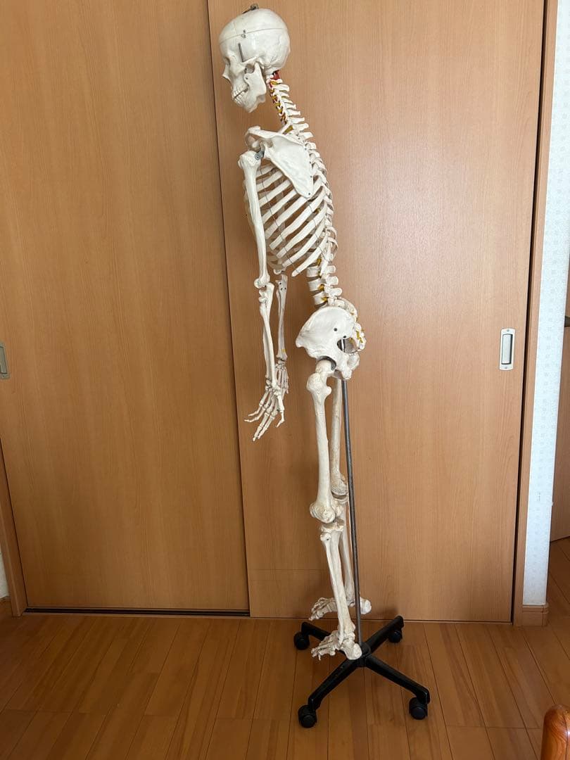 170cm 人体模型 可動式関節付き