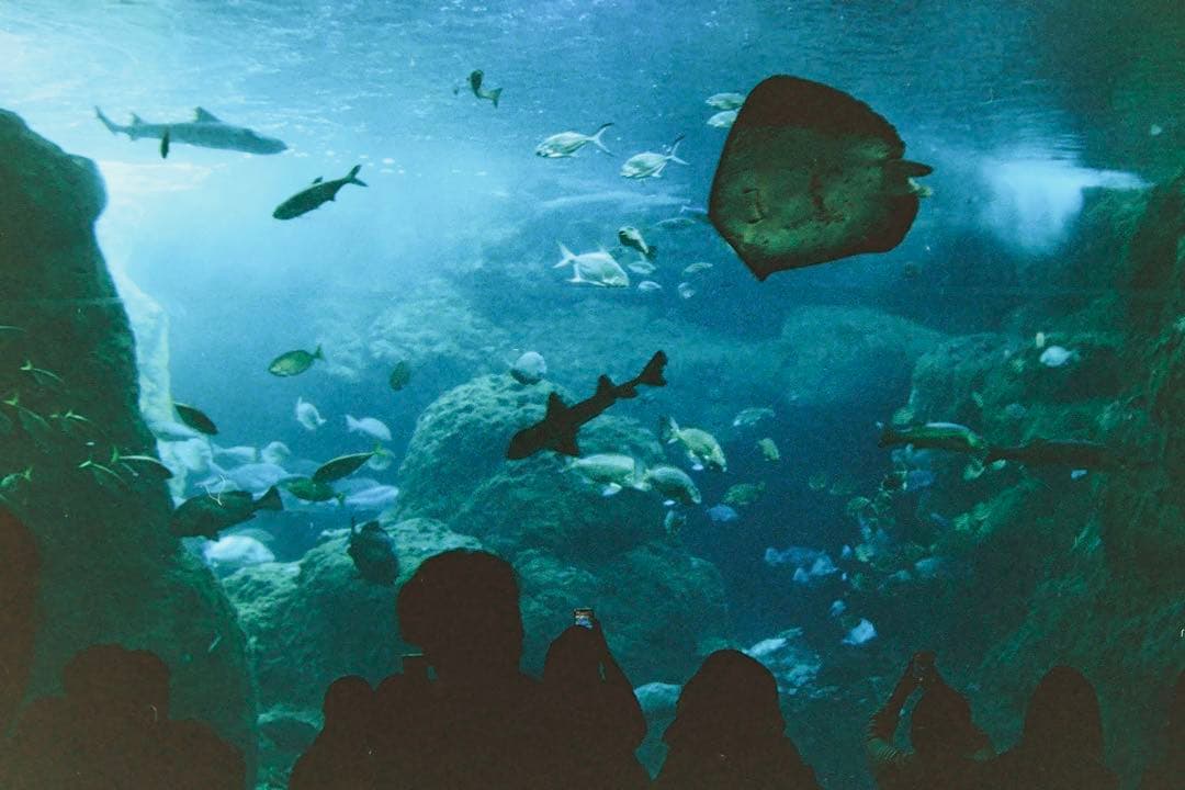 Leica IIIf【OH済】【二重象◎】【幕交換済◎】【各部注油済◎】【作例有