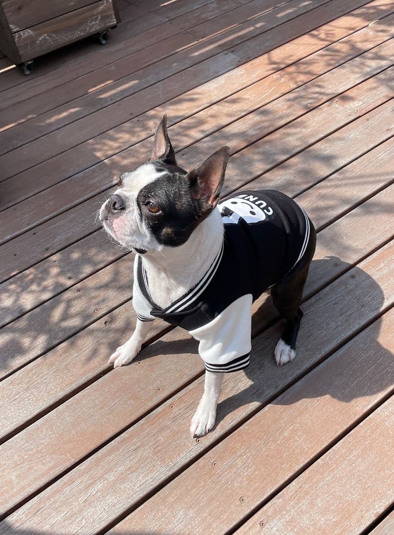 小型犬のスウェットスタジャン 黒