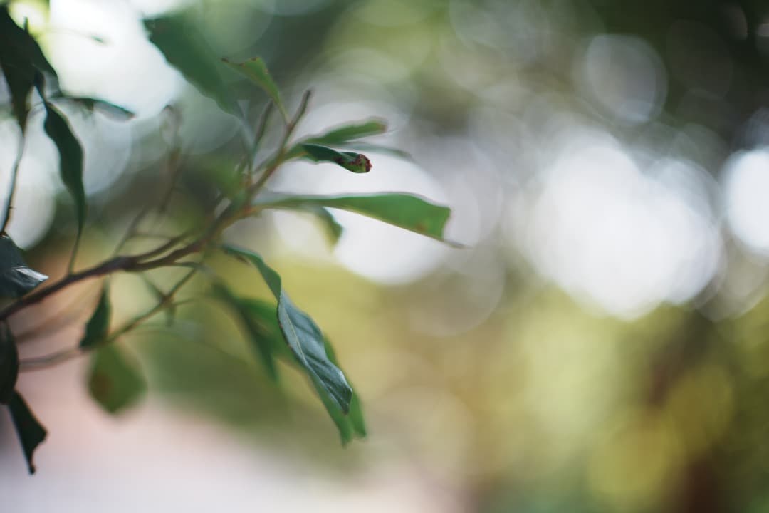 【鷹の目】ミノルタ MC-ROKKOR PG 58mm F1.2 前期 460