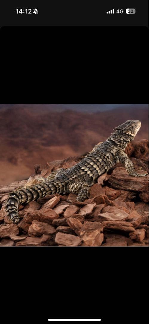 最安値　いきもの大図鑑アルティメット オオヨロイトカゲ 新品未開封 ❷