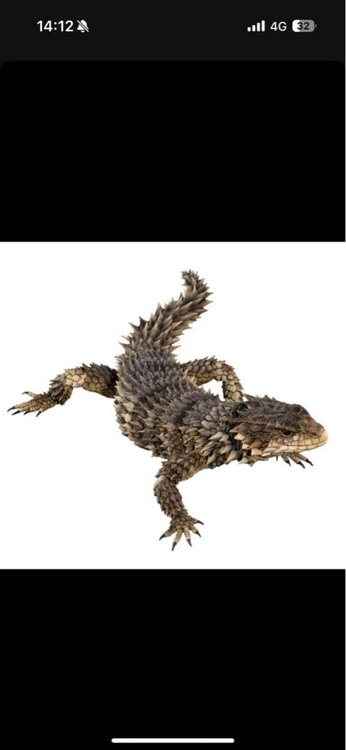 最安値　いきもの大図鑑アルティメット オオヨロイトカゲ 新品未開封 ❷
