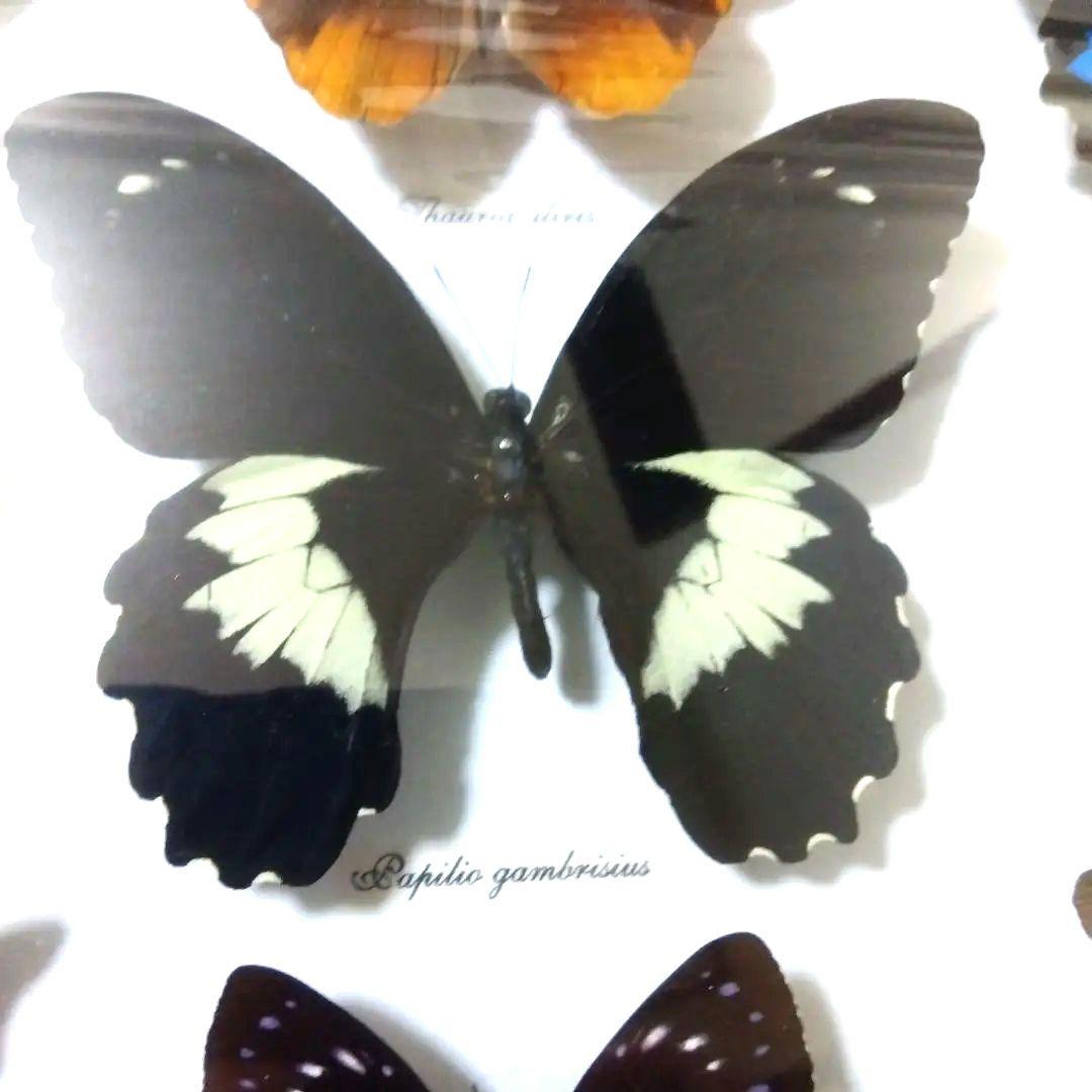 オオルリアゲハ他熱帯性蝶類合計9種類