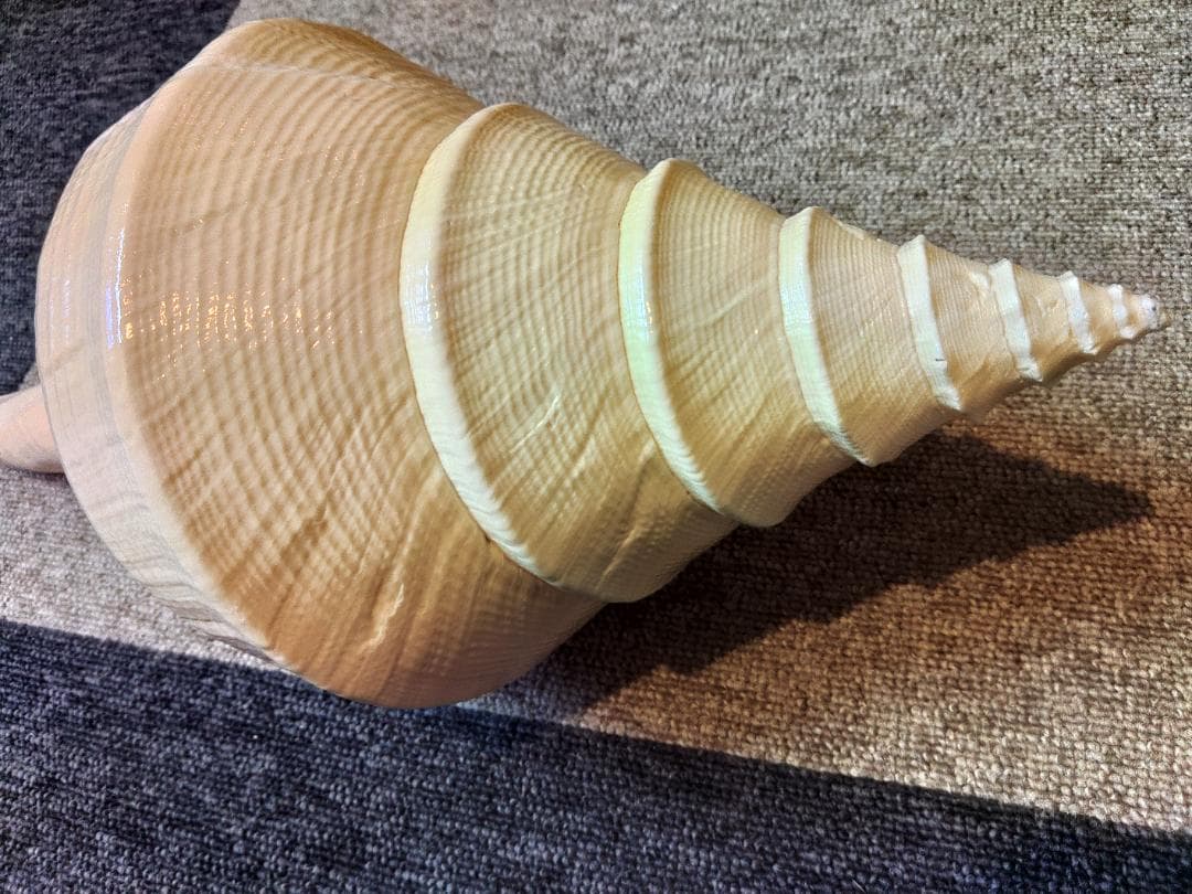 超美品！世界最大の巻貝　アラフラオオニシ　49センチ