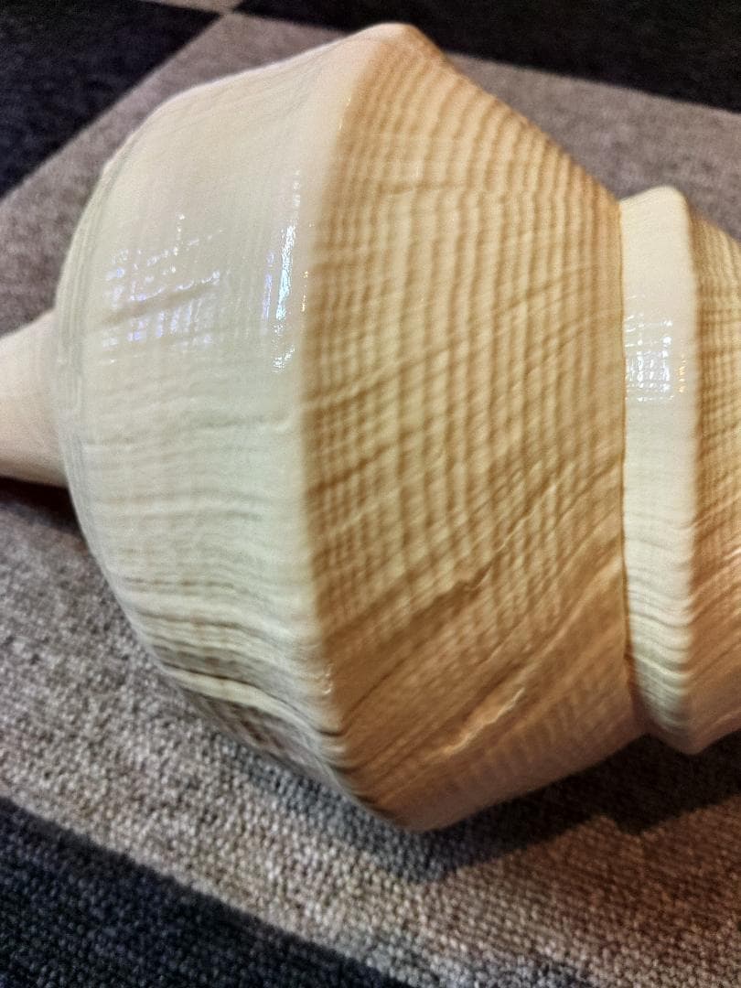 超美品！世界最大の巻貝　アラフラオオニシ　49センチ