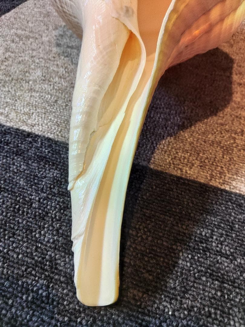 超美品！世界最大の巻貝　アラフラオオニシ　49センチ