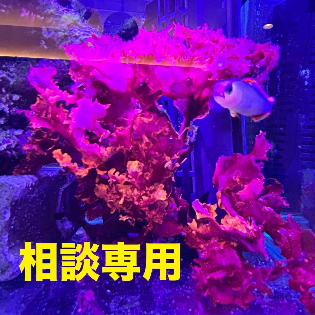 相談専用 ドラゴンブレス　マリンプランツ　光る海藻　海水魚用