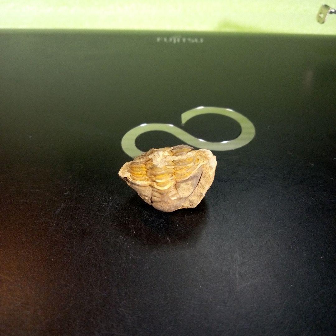三葉虫　化石　fossil　海　ボリビア産　trilobite　海生動物判別⑤