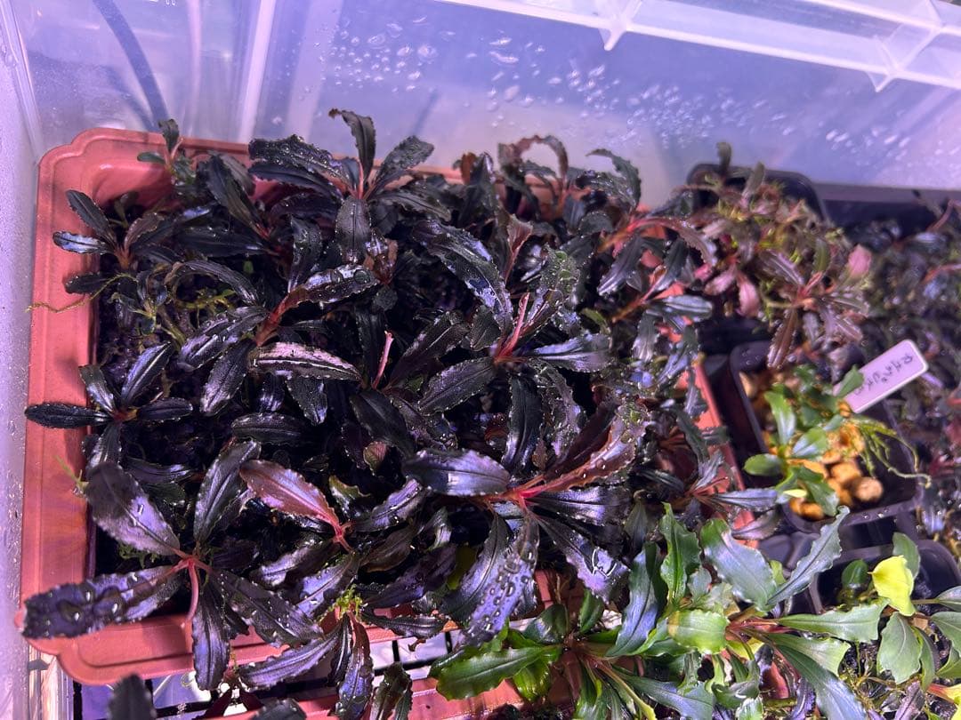 たおBucephalandr 各種