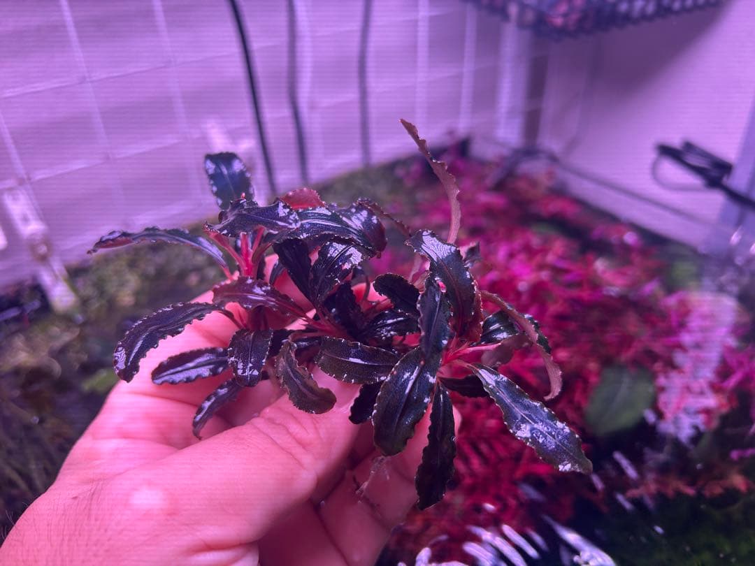 たおBucephalandr 各種