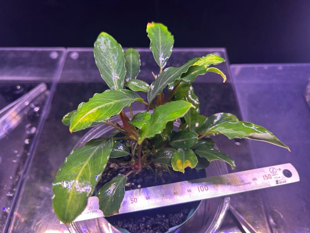 たおBucephalandr 各種