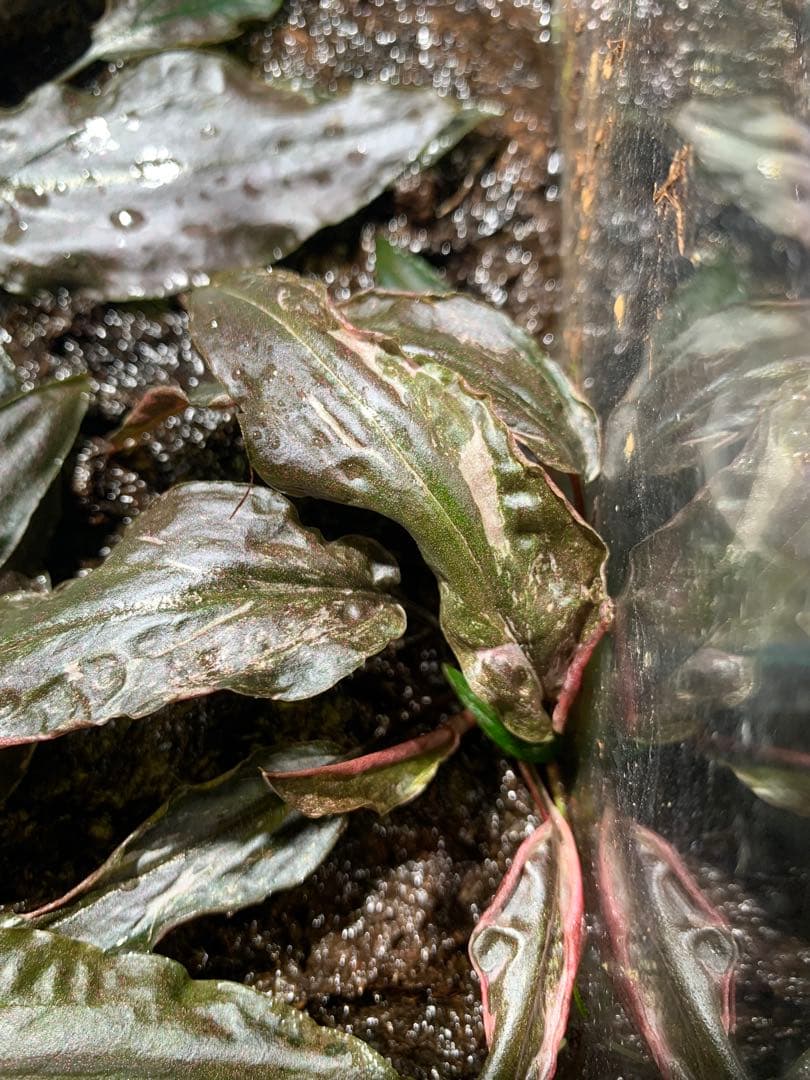 Cryptocoryne grabowskii \"Queen Bee\"クリプト