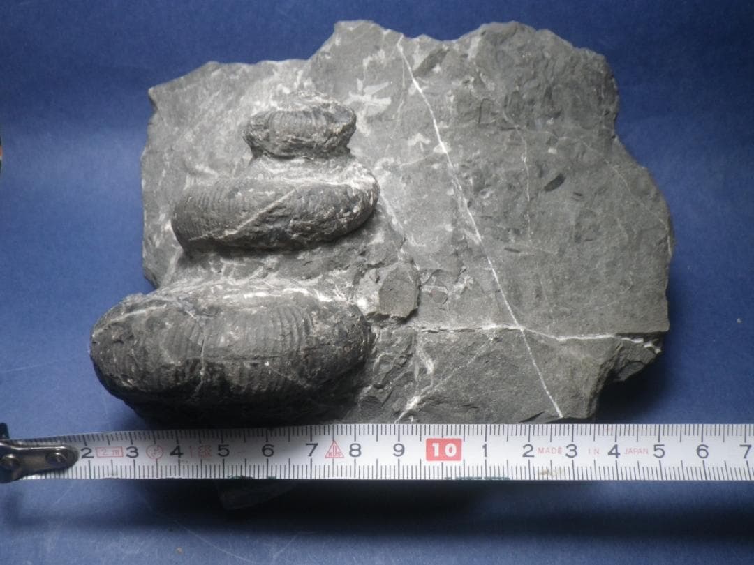 国産化石 異常巻 ２６０１２１