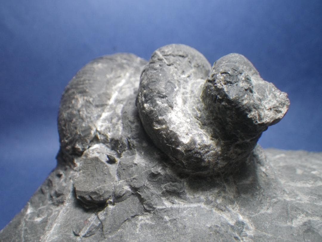 国産化石 異常巻 ２６０１２１