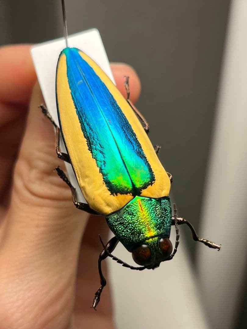 【亜玉虫最高峰】キベリルリタマムシ リンバータルリタマムシ昆虫標本　きらめく甲虫
