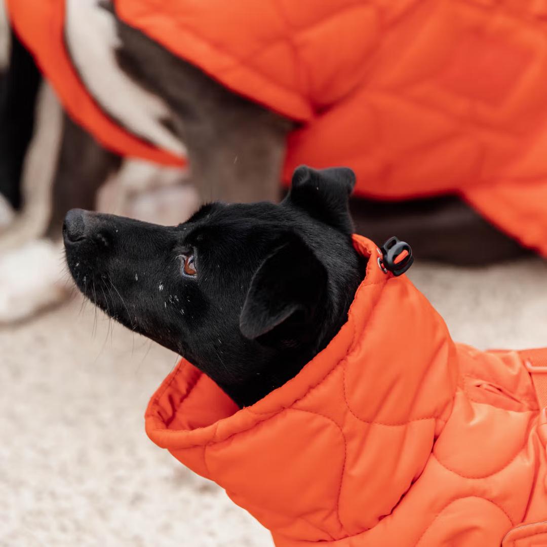 Kentucky Dogwear 未使用ベルギー ドッグコート 中綿入り