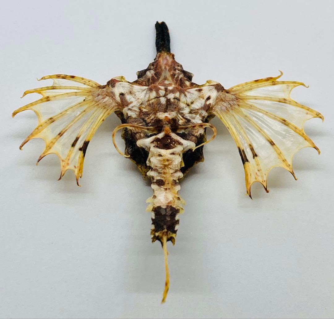 ウミテング 乾燥標本①　海　魚　レア　標本