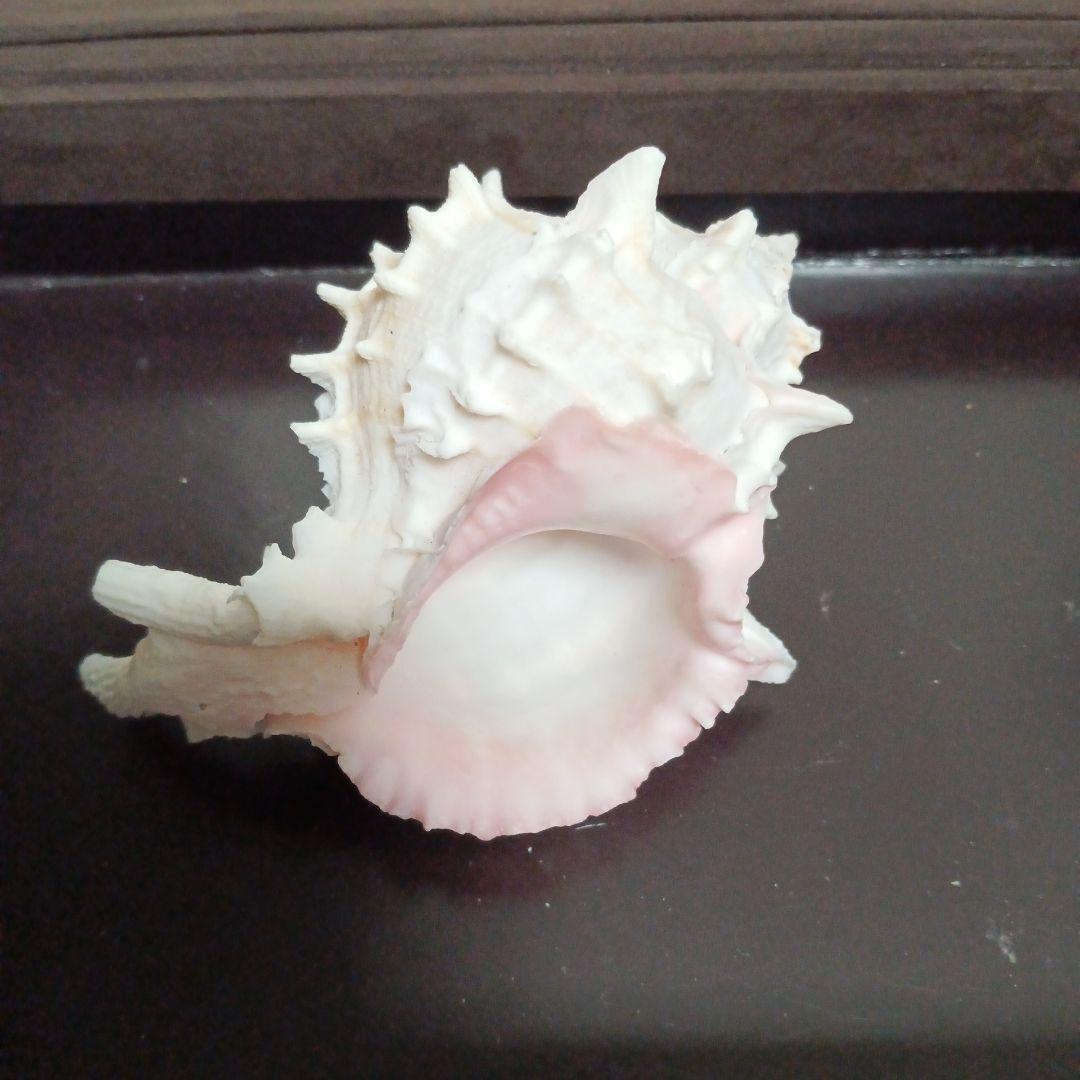 貝殻標本　クレナイガンセキボラ