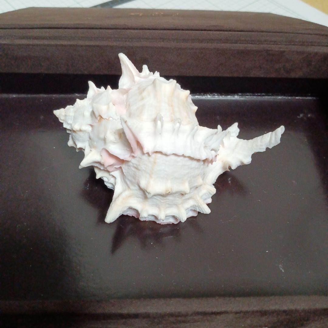 貝殻標本　クレナイガンセキボラ