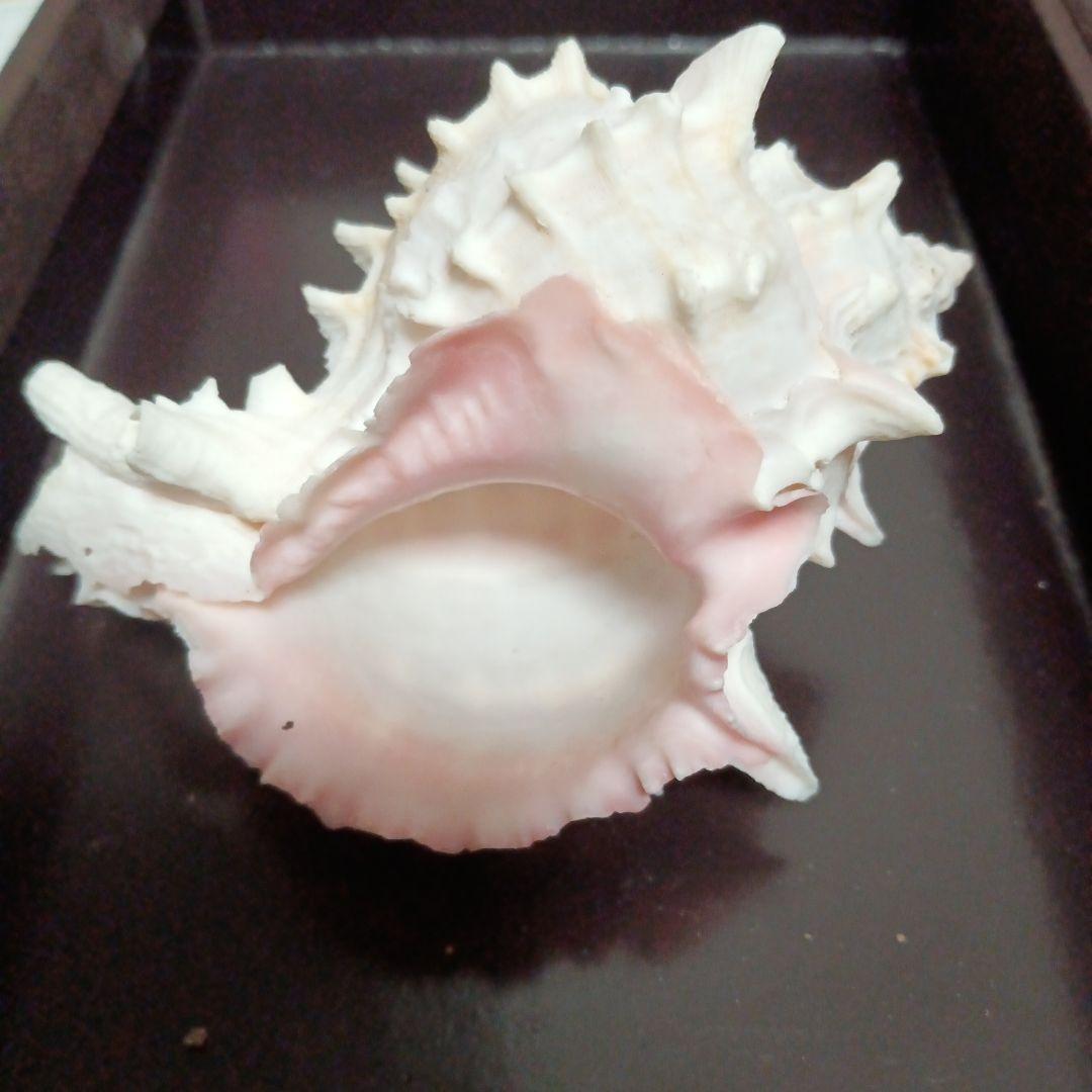 貝殻標本　クレナイガンセキボラ