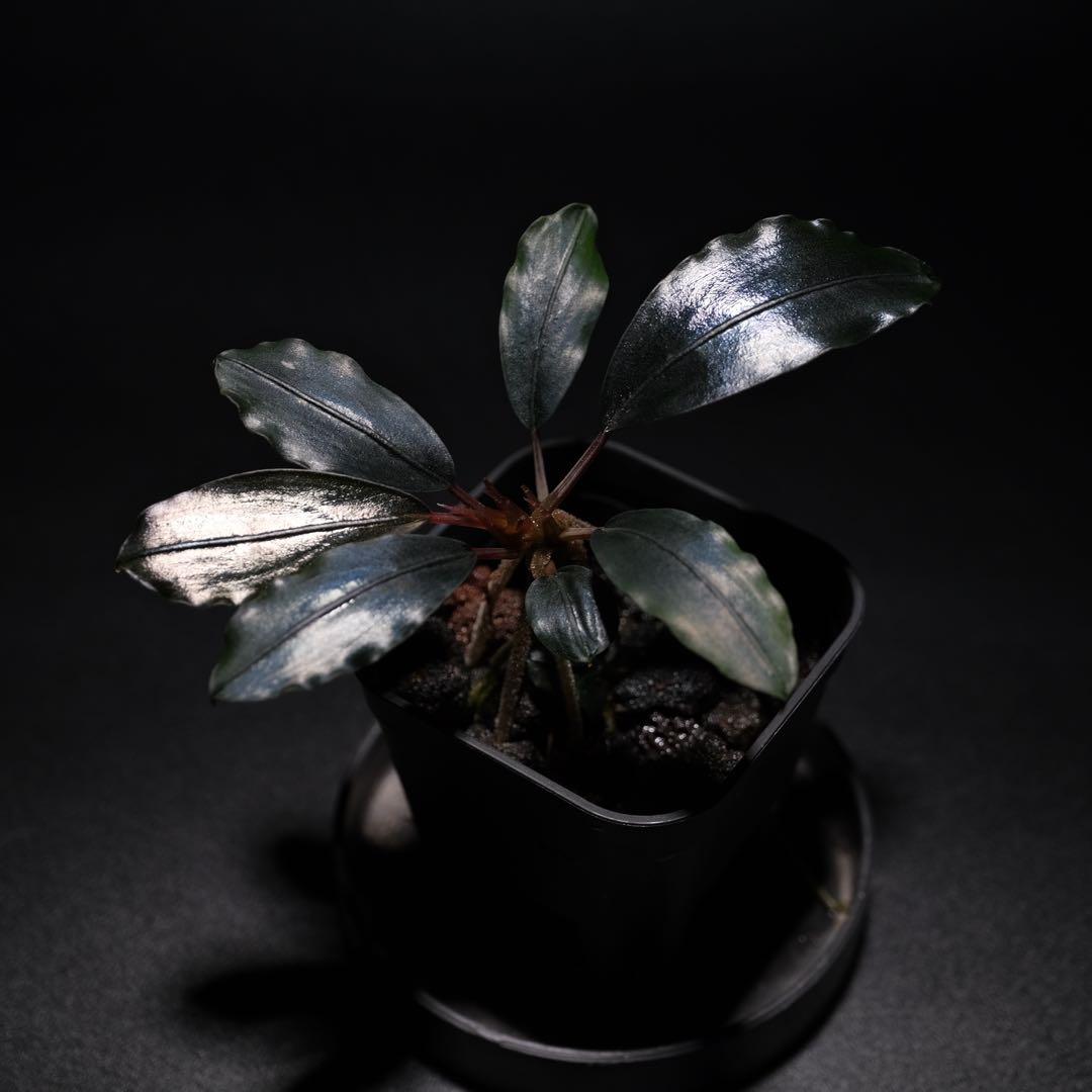 きえぴさんBucephalandra sp. Akantha