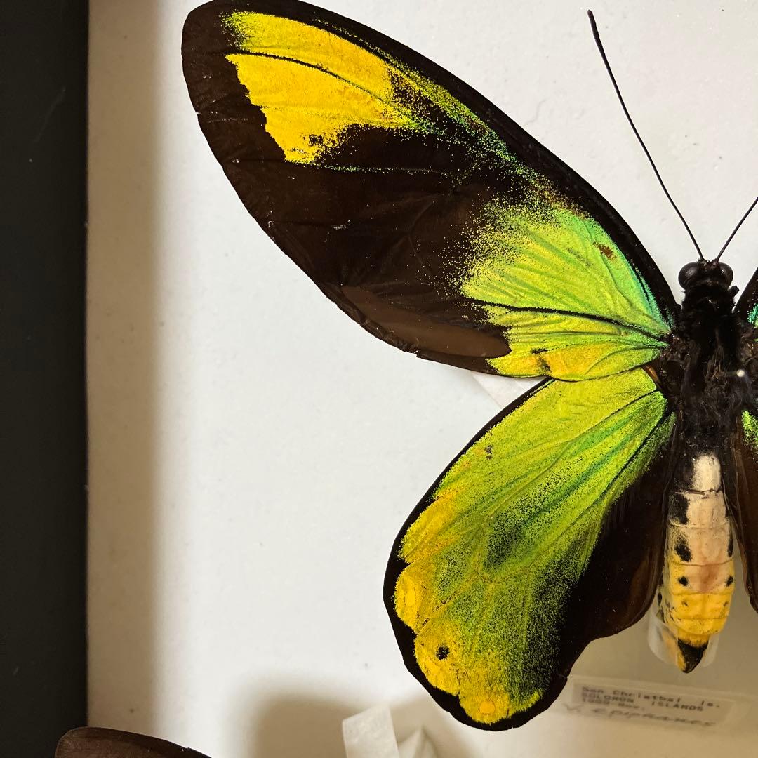 ビクトリアトリバネアゲハ♂♀