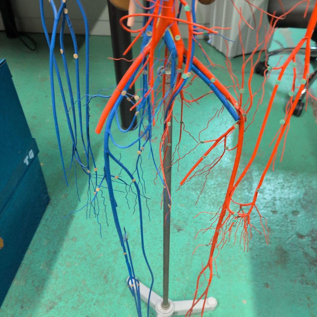 血液循環系模型 透視式