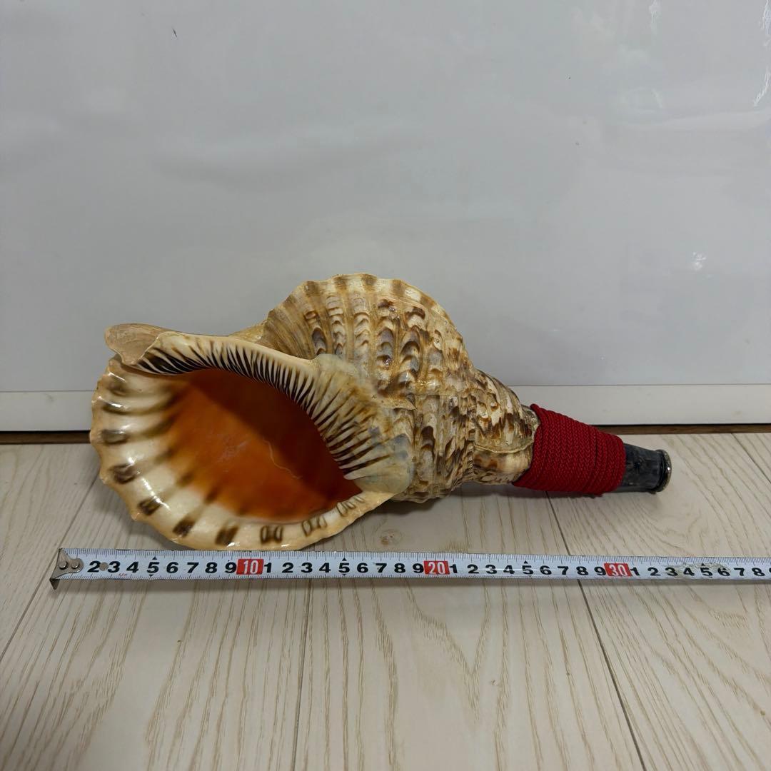 法螺貝 ほら貝 36.5cm‼️