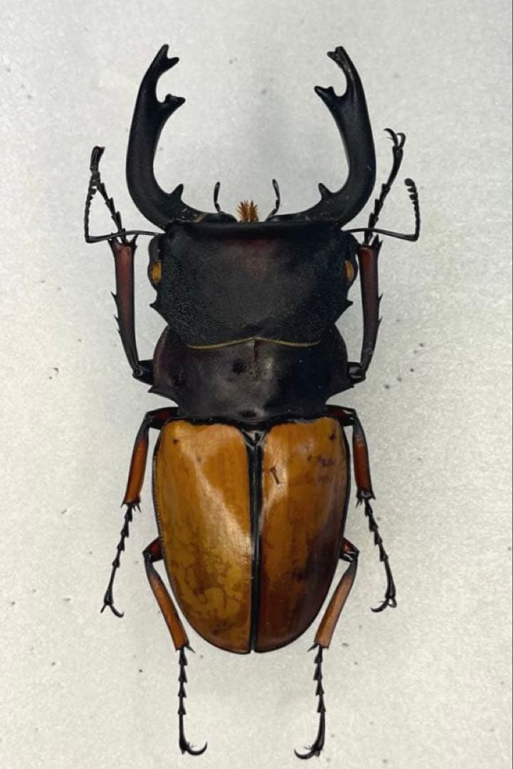 大型フェモラリスツヤクワガタ　原名亜種