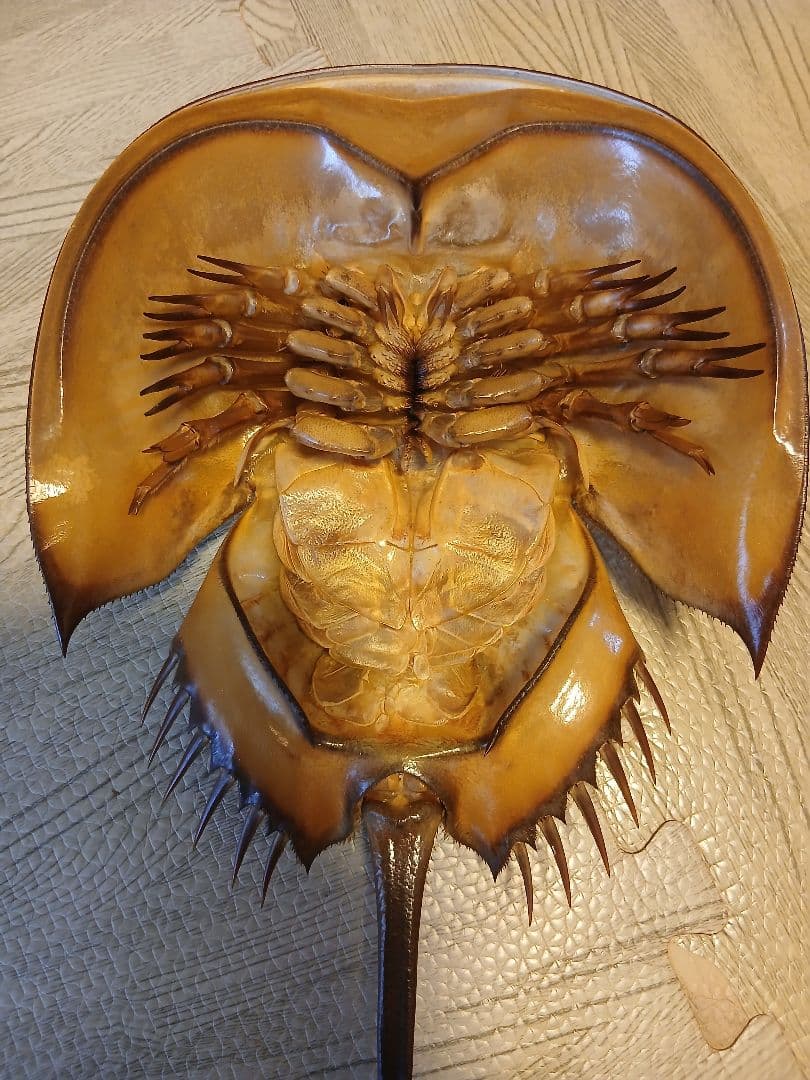 野生　カブトガニ 脱皮殻 約45cm