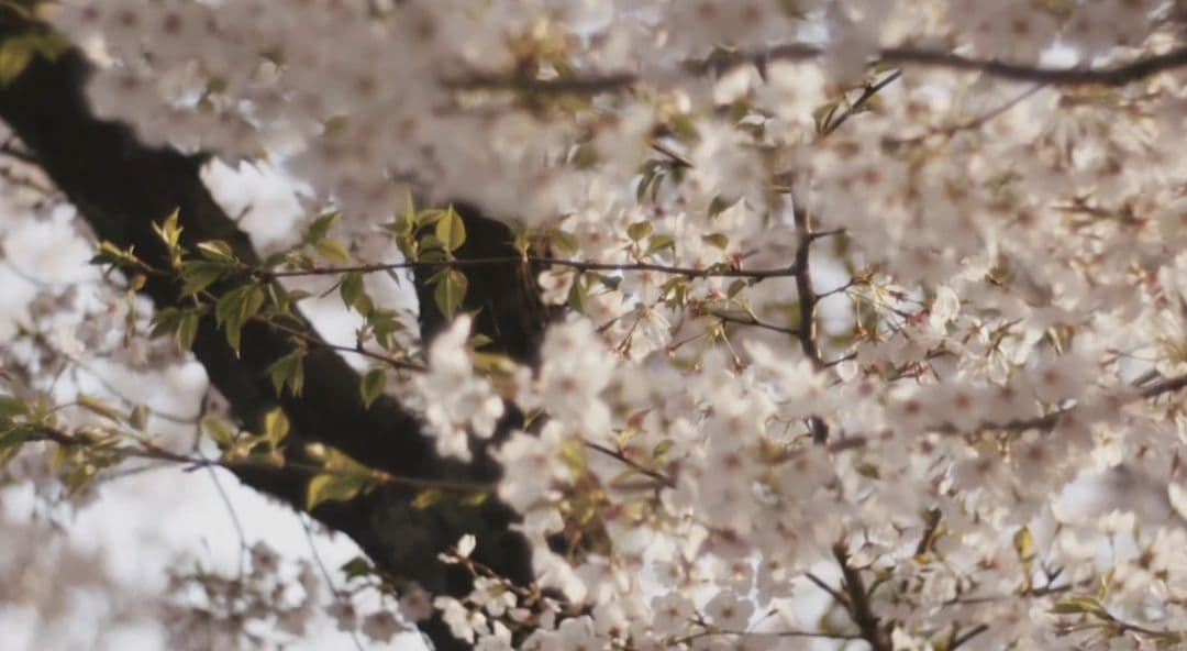 ビデオカメラ Blackmagic Design URSA Mini G2 4.6K