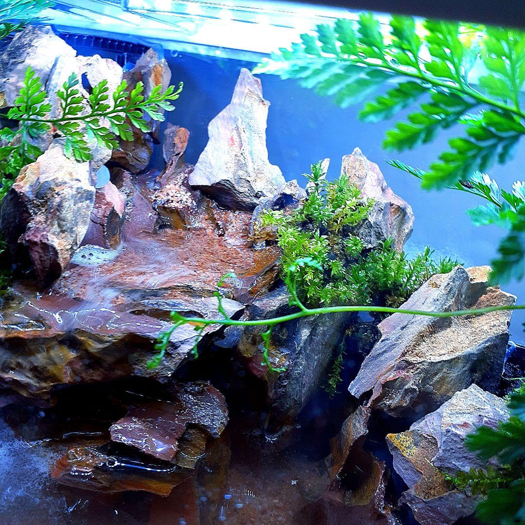 アクアテラリウム 完成品 ガラス水槽