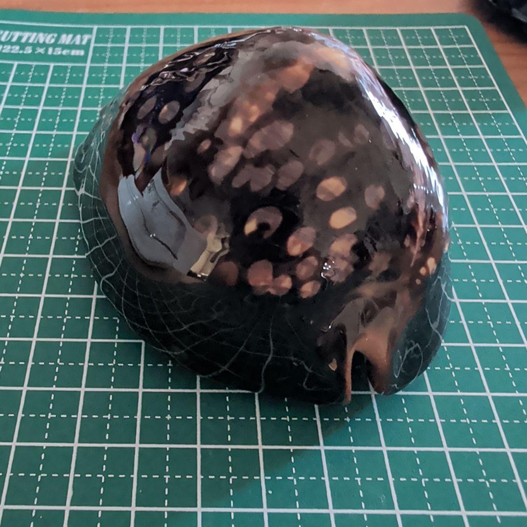 ハチジョウダカラ